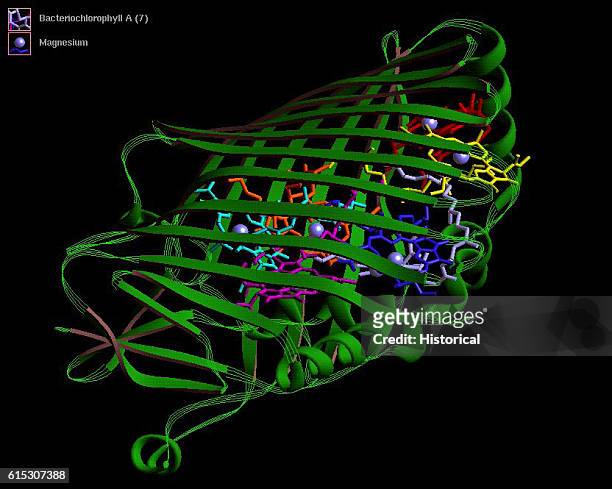 Three-dimensional computer model of a molecule of bacteriochlorophyll a. The twisted green ribbons represent strings of amino acids. Several carbon...