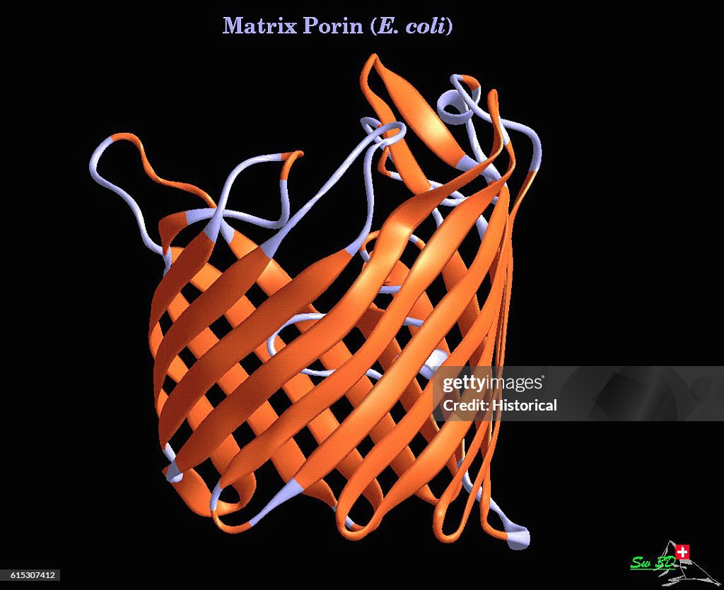 Protein Molecule: Matrix Porin of E. Coli