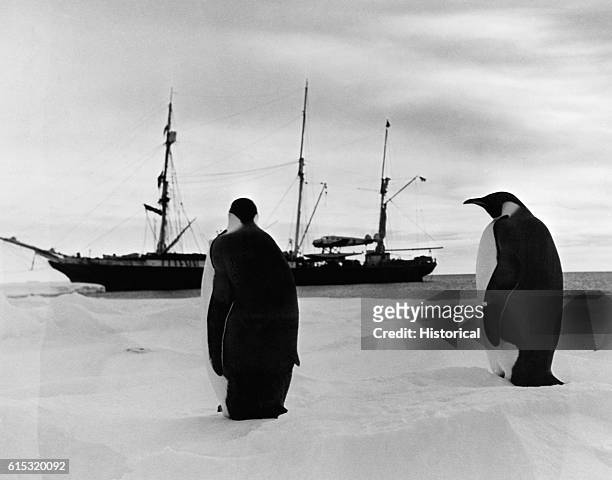 Two penguins look at ship for Admiral Byrd's Antarctic expedition.