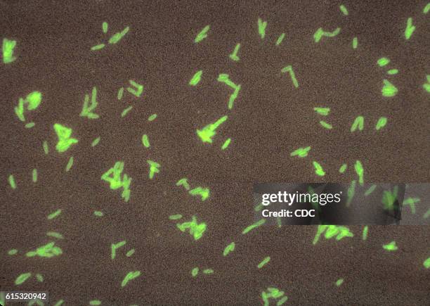 The Legionella pneumophila bacteria are tagged with a monoclonal antibody treated with a fluorescein dye. After binding to the bacteria the slide is...