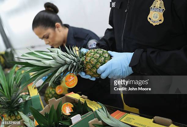 Customs and Border Protection officers inspect Mexican pineapple on October 17, 2016 in Laredo, Texas. Agricultural specialists inspect produce...