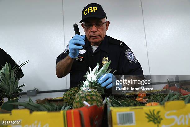 Customs and Border Protection officer inspects Mexican pineapple on October 17, 2016 in Laredo, Texas. Agricultural specialists inspect produce...