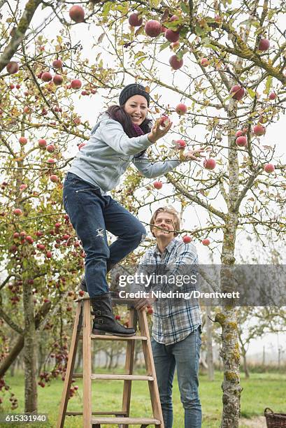 woman picking apples from the tree with her friend safeguard the step ladder for her, bavaria, germany - apfelernte stock-fotos und bilder