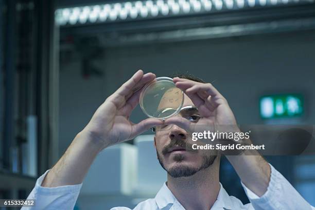 young male scientist examining micro organisms in petri dish at a pharmacy laboratory, freiburg im breisgau, baden-württemberg, germany - petri dish stock-fotos und bilder