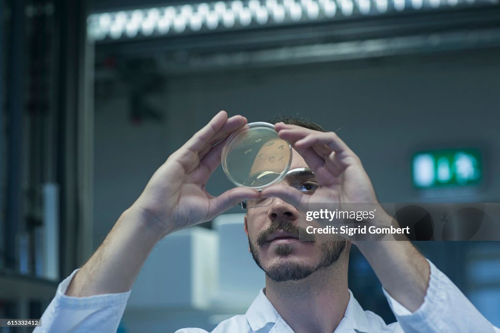 Young male scientist examining micro organisms in petri dish at a pharmacy laboratory, Freiburg im Breisgau, Baden-Württemberg, Germany