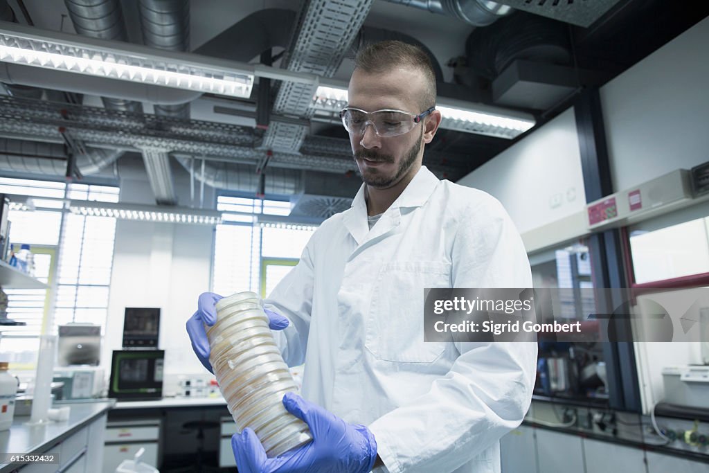 Scientist holding stack of petri dishes in a pharmacy lab, Freiburg im Breisgau, Baden-Württemberg, Germany