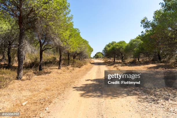 national park algarve - pine woodland stockfoto's en -beelden