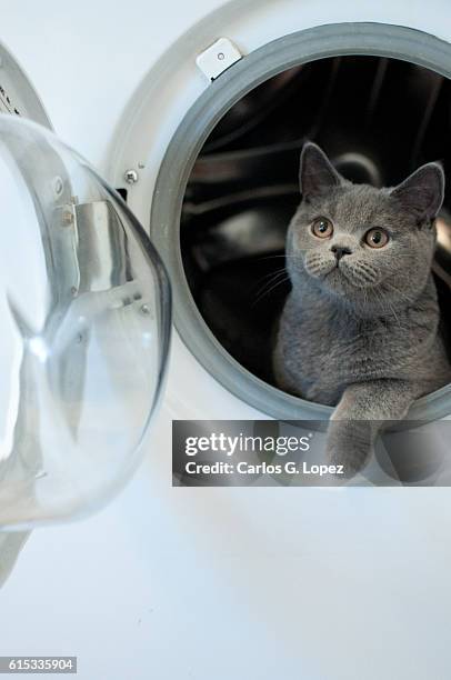 kitten in washing machine - naughty pet stock pictures, royalty-free photos & images