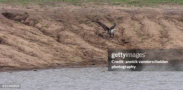 the african fish eagle (haliaeetus vocifer). - snake eagles stock pictures, royalty-free photos & images