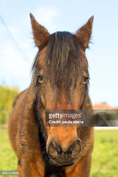 mare - ugly horses stock pictures, royalty-free photos & images