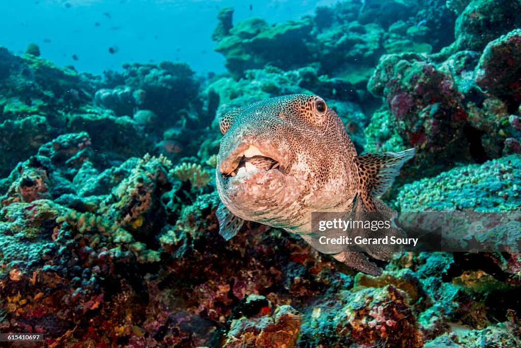 STELLATE PUFFERFISH, STAR PUFFER
