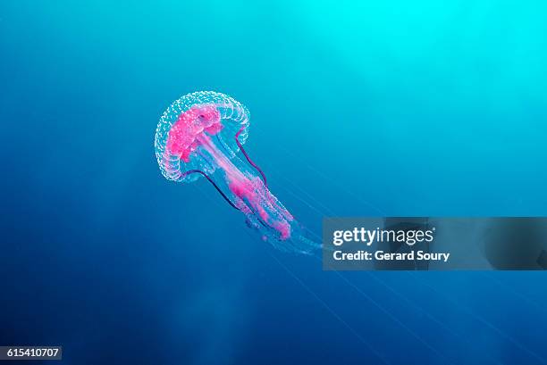 mauve stinger, purple-striped jelly - medusa cnidario fotografías e imágenes de stock