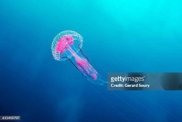mauve stinger, purple-striped jelly - sea life stock pictures, royalty-free photos & images