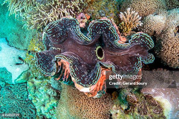 giant clam ajar - giant clam stock pictures, royalty-free photos & images