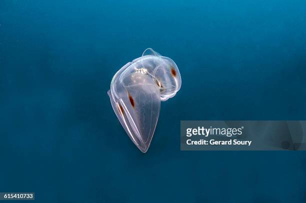spot-winged comb jelly drifting in open water - comb jelly stock pictures, royalty-free photos & images