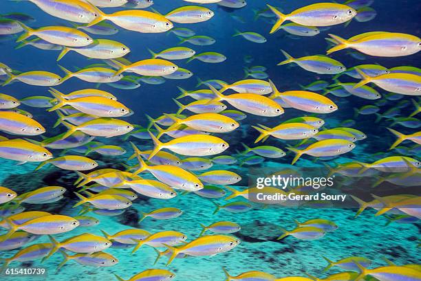 school of yellowback fusiliers - school of fish fotografías e imágenes de stock