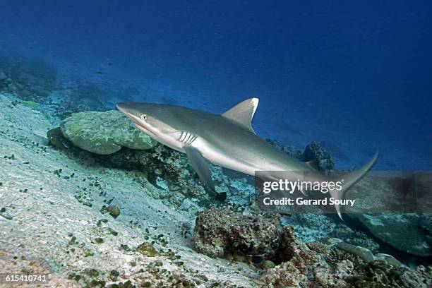 dagsit shark swimming over the reef - silver shark - fotografias e filmes do acervo