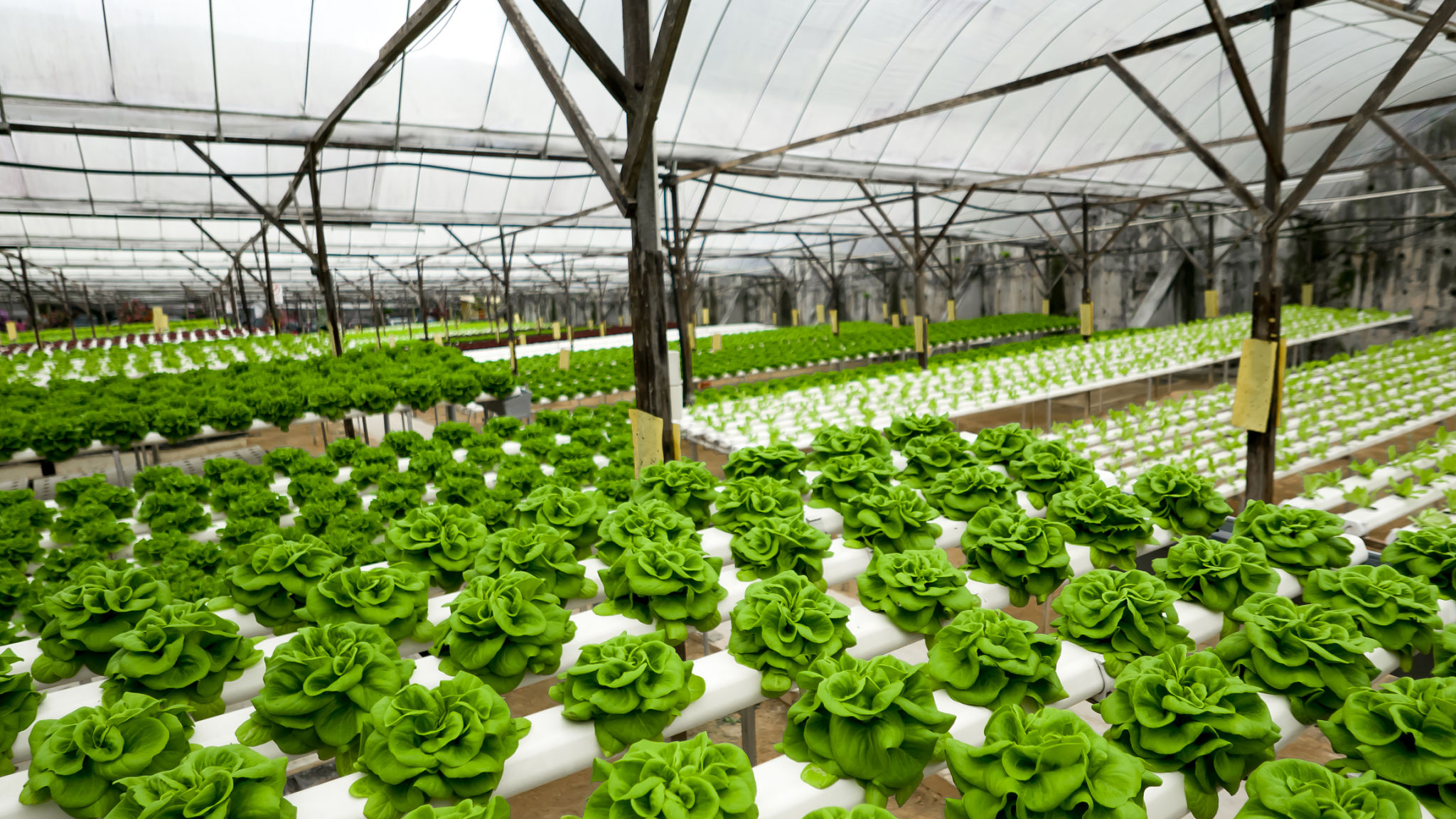 hydroponic setup
