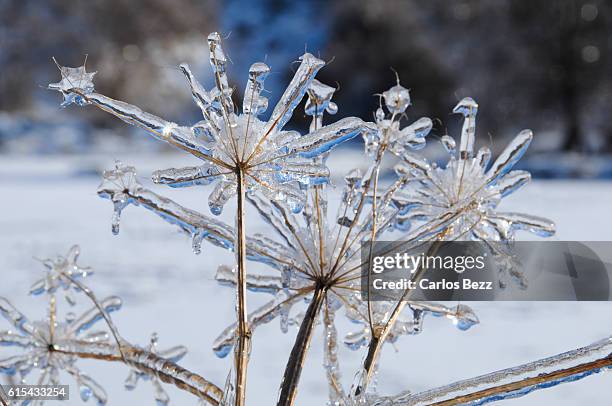 frozen stick - ice storm stock pictures, royalty-free photos & images