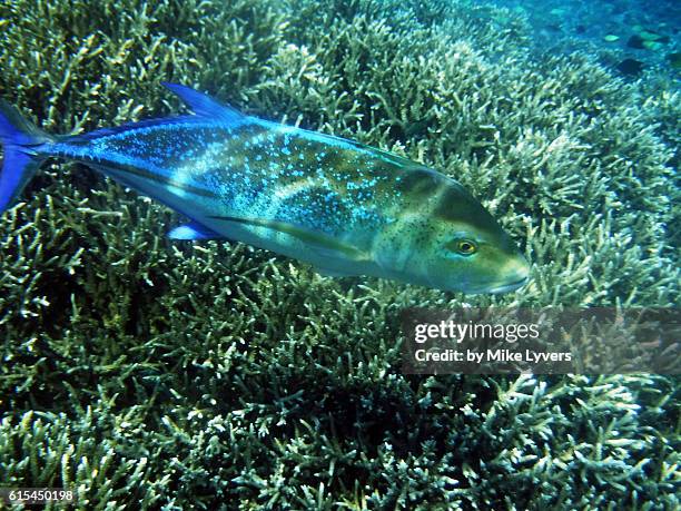 big trevally cruises the reef, komodo national park - bluefin trevally stock pictures, royalty-free photos & images