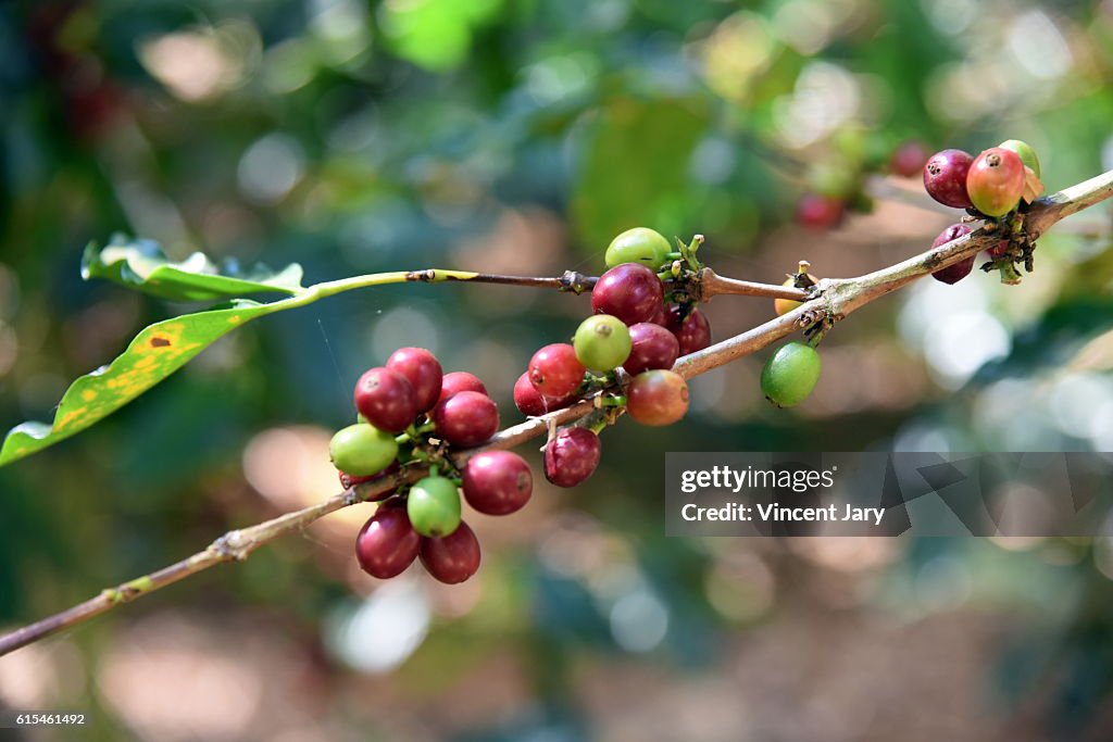 Red Ripe Coffee Cherry Ready To Be Picked On Plant High-Res Stock Photo ...
