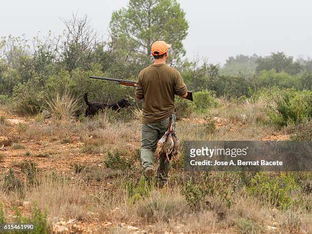 hunter with his alert shotgun, walking along the field hunting partridges . (alectoris rufa). - rock partridge stock pictures, royalty-free photos & images