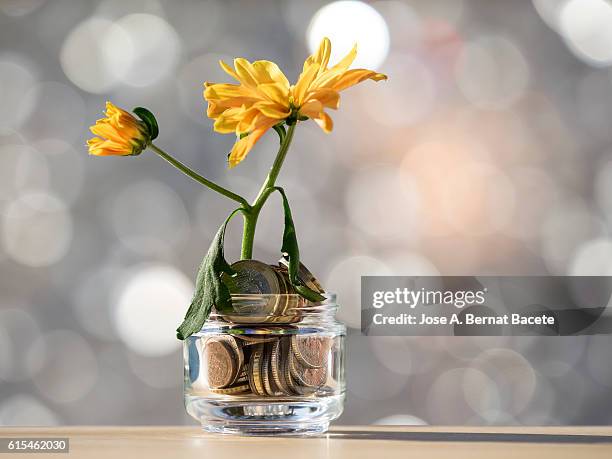 flowerpot of crystal with a plant, growing inside a heap of coins of euro - cesar flores fotografías e imágenes de stock