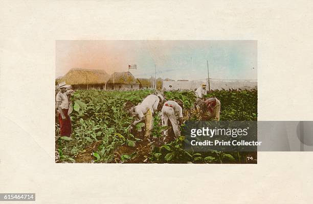 Cosecha de tabaco. - Tabacco Plantation.', c1910. [Edicion Jordi, Havana, Cuba, c1910]. Artist Unknown