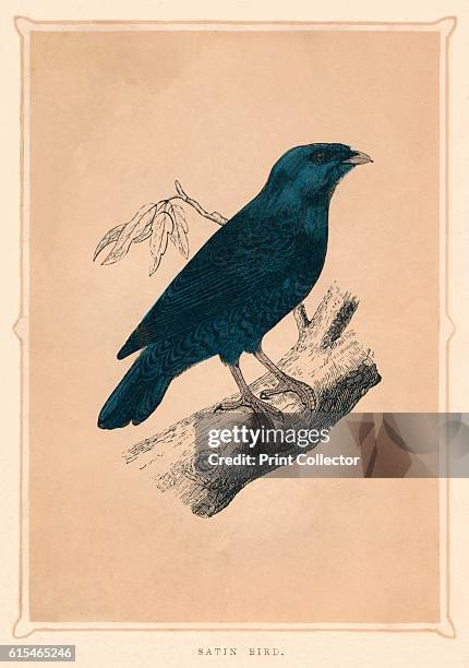 Satin Bird', , c1850, . From Bible Natural History: containing a Description of Quadrupeds, Birds, Trees, Plants, Insects, Etc, Mentioned in the Holy...