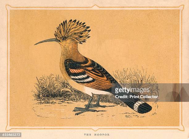 The Hoopoe', , c1850, . From Bible Natural History: containing a Description of Quadrupeds, Birds, Trees, Plants, Insects, Etc, Mentioned in the Holy...