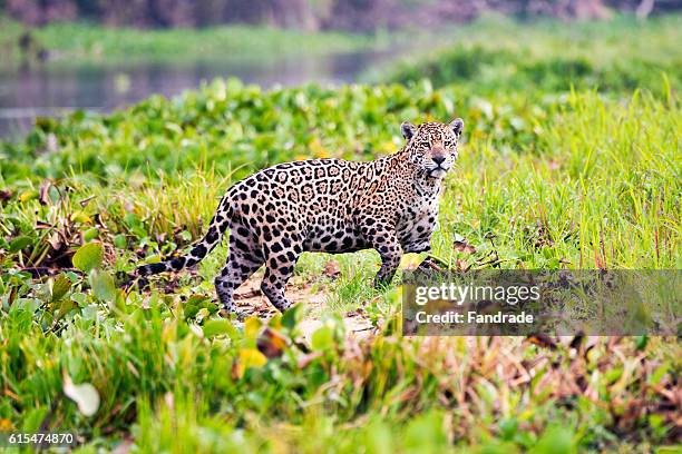 jaguar, wetland, brazil - jaguar grande gato - fotografias e filmes do acervo