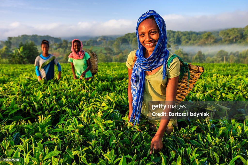 Mulheres africanas arrancando folhas de chá em plantação, África Oriental