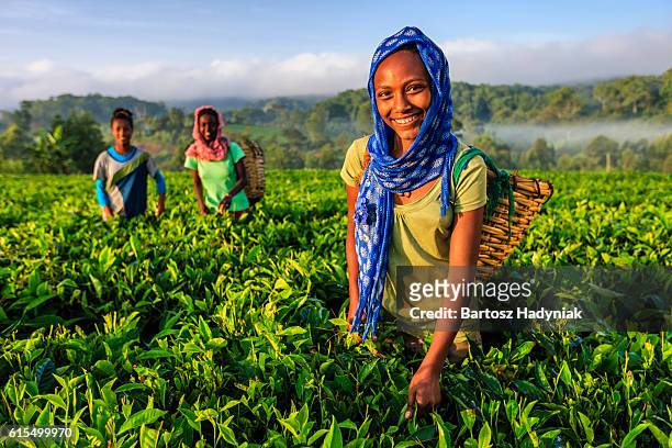 african women plucking tea leaves on plantation, east africa - african village bildbanksfoton och bilder