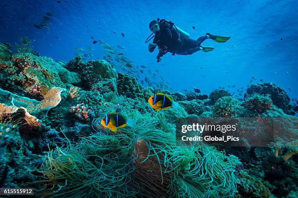 clark's anemonefish and diver - palau - deep sea diving stockfoto's en -beelden