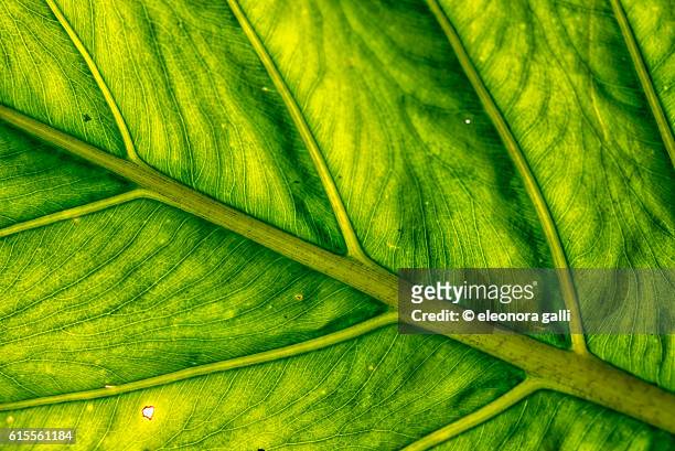 leaf clouse up - leaf structure stock pictures, royalty-free photos & images