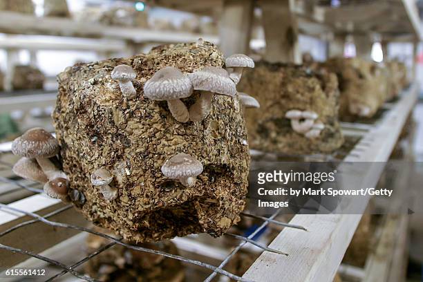 agriculture - shitake mushrooms - shiitake mushroom stockfoto's en -beelden