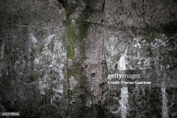 Tree stands in front of a wall, that looks similar to the tree, on October 18, 2016 in Berlin, Germany.