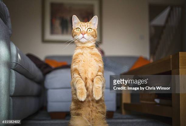 meerkat cat - humor stockfoto's en -beelden