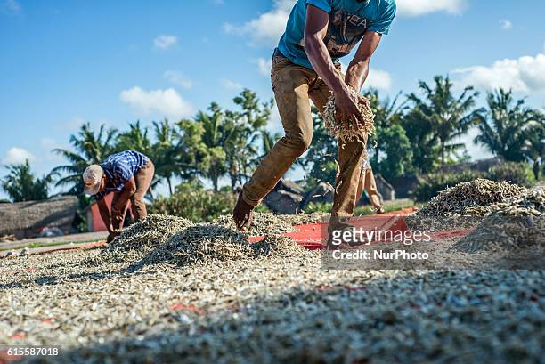 People prepare anchovies, locally called Dagaa, for drying at Mkokotoni village, Zanzibar. Local people use dagaa for preparing food as its much...