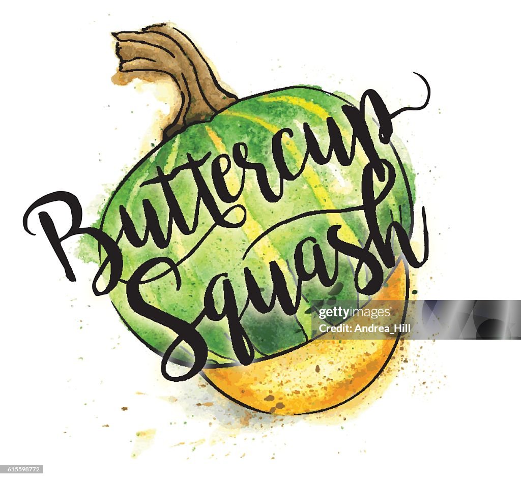 Buttercup Squash Painted in Watercolor with Text - Vector Illustration