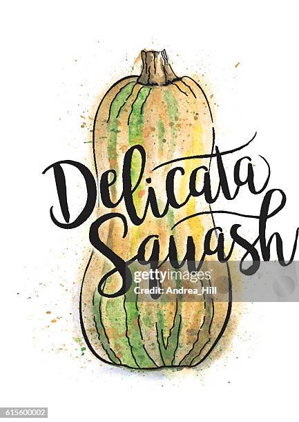delicata squash painted in watercolor with text - vector illustration - delicata squash stock illustrations