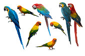 Set of beautiful macaw birds and sun conure