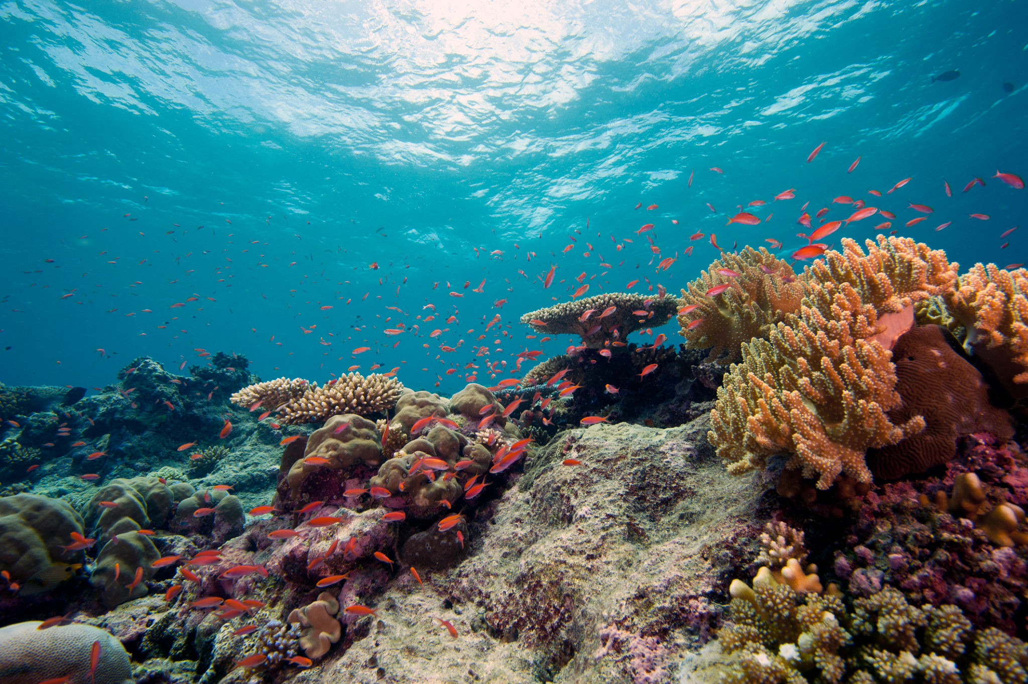 underwater coral