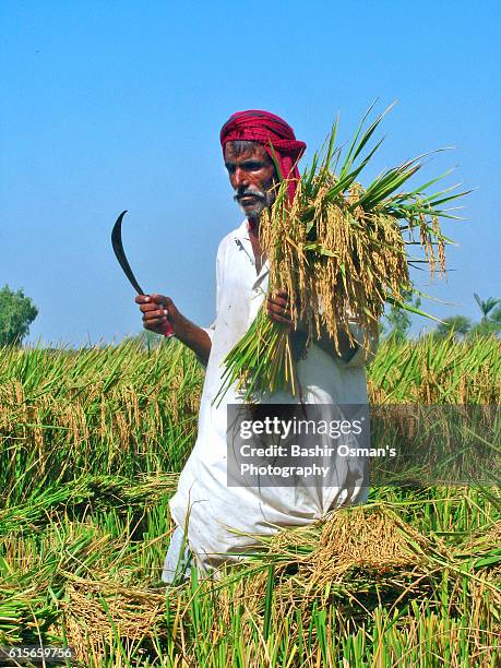 Hay Common Rice 89 Husk Of Hay Stock Photos, High-Res Pictures, and Images - Getty Images