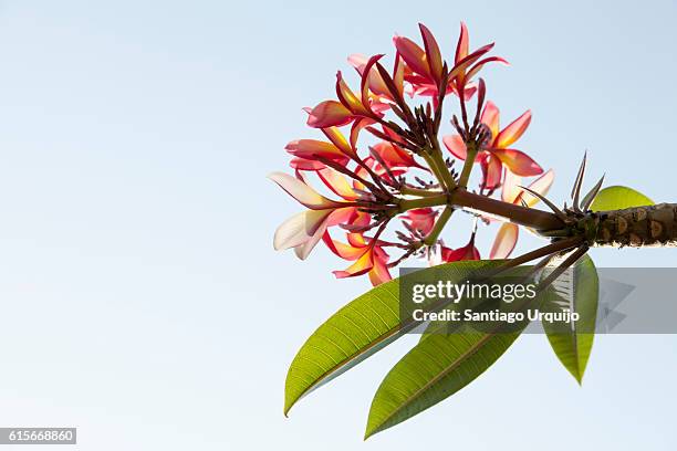 close-up of pink frangipani flowers against the blue sky - frangipani stock pictures, royalty-free photos & images