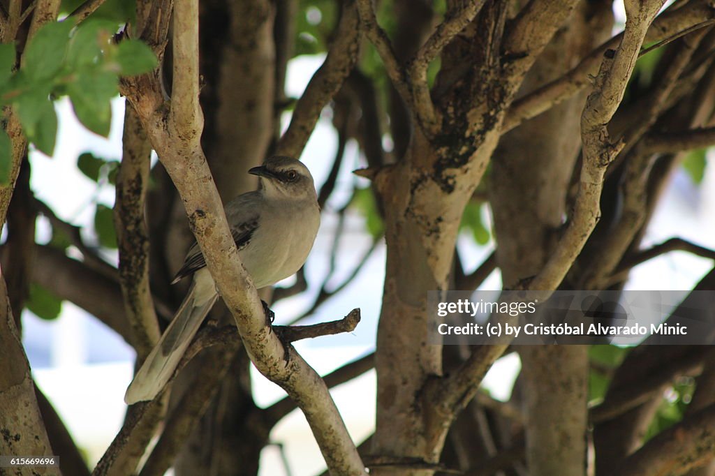 Tropical Mockingbird (Mimus gilvus)