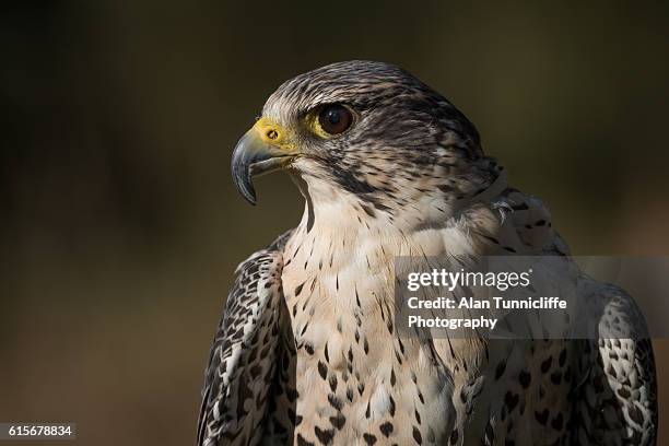 peregrine / saker falcon - saker falcon falco cherrug stock pictures, royalty-free photos & images