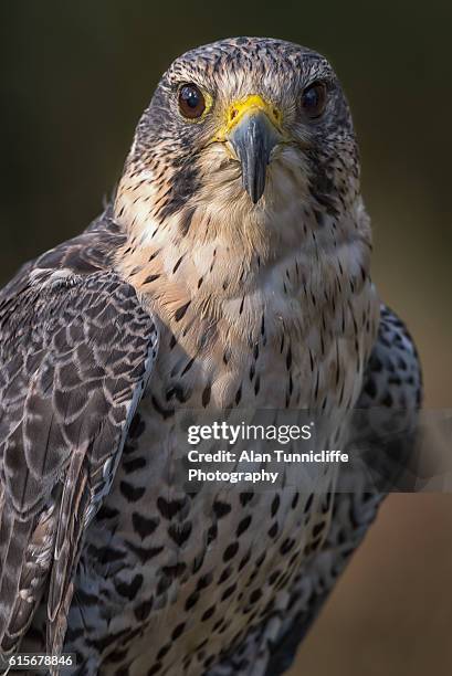 hybrid falcon portrait - saker falcon falco cherrug stock pictures, royalty-free photos & images