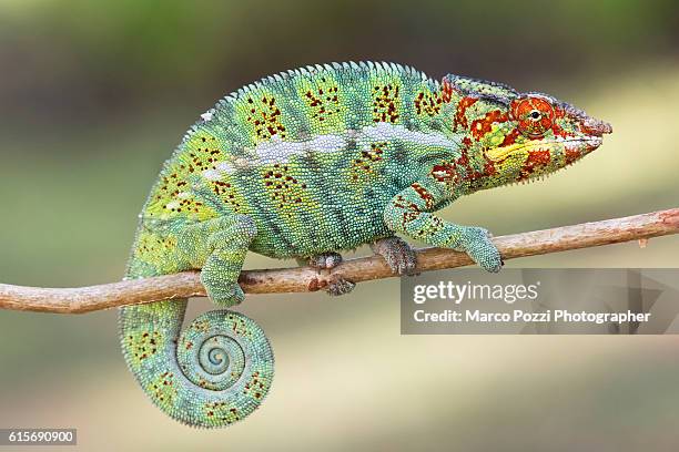 big panther chameleon - east african chameleon stock-fotos und bilder