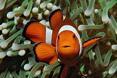 Nemo and anemone